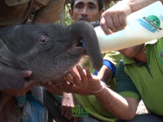 Top best compilation video of elephant rescue in 2018 Top best compilation video of elephant rescue in 2018