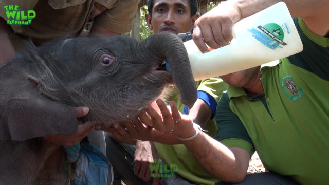 Top best compilation video of elephant rescue in 2018