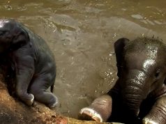 Young elephant falls into a well, rescued by villagers Elephant rescued from drowning in a well Young elephant falls into a well, rescued by villagers Elephant rescued from drowning in a well