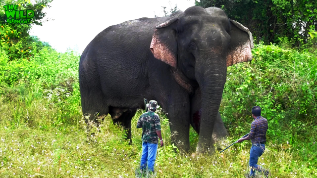 Wounded Wild Elephant