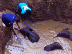 Wildlife team rescues baby elephant from dying in a well Wildlife team rescues baby elephant from dying in a well
