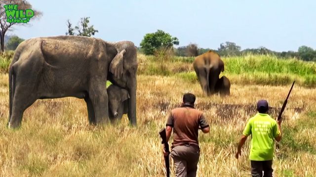 Big injured tusker elephant gets treatment | Vet doctors treat injured wild elephant