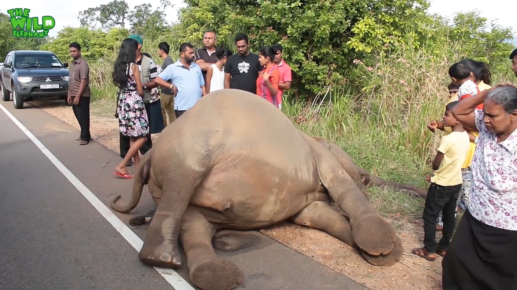 Elephant Hit by a Vehicle: A Tragic Ending for the little one