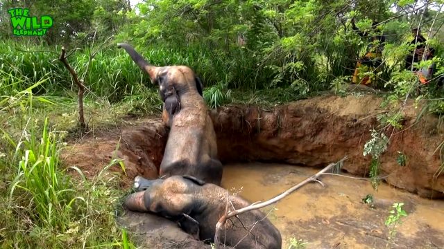 Elephant That Fell Into A Muddy Well A Happy Elephant is worth all the trouble