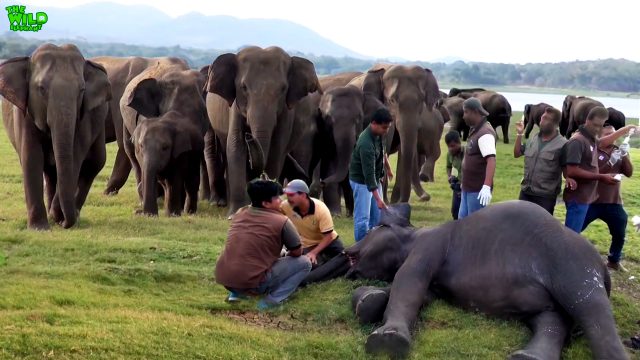 Elephants get rapid medical treatment for their sickness | lifesaving medical care for elephants