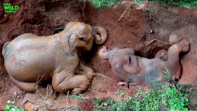 Fallen Elephant Gets Rescued After Being Trapped: A Dedicated Wildlife Team In Action