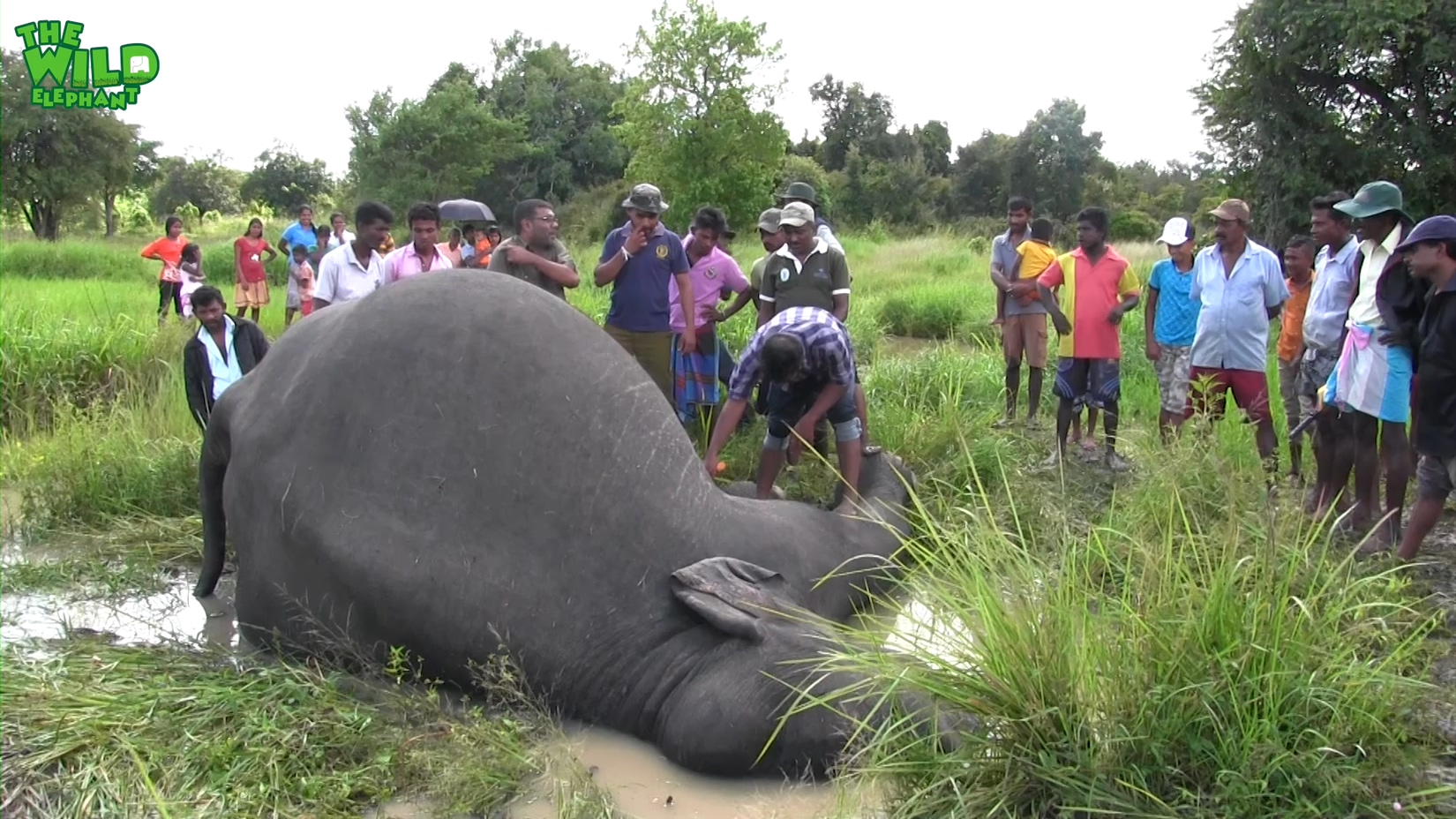 Elephant explodes during postmortemSri Lankan Wildlife