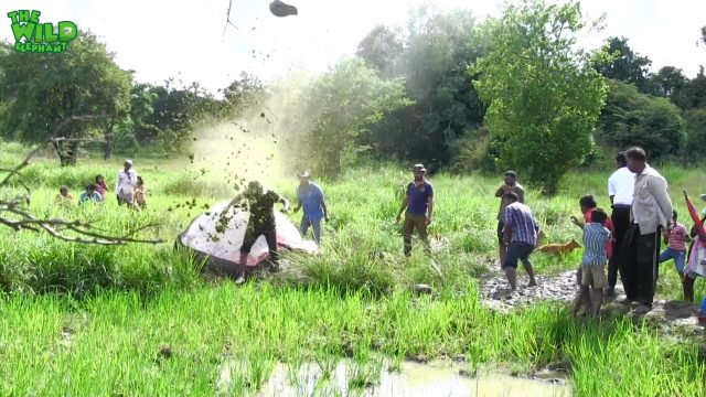 Elephant explodes during postmortem