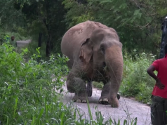 A Rescue Mission by a wildlife team: Humanity at its best, showing what humans can do A Rescue Mission by a wildlife team: Humanity at its best, showing what humans can do