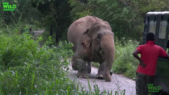 A Rescue Mission by a wildlife team: Humanity at its best, showing what humans can do