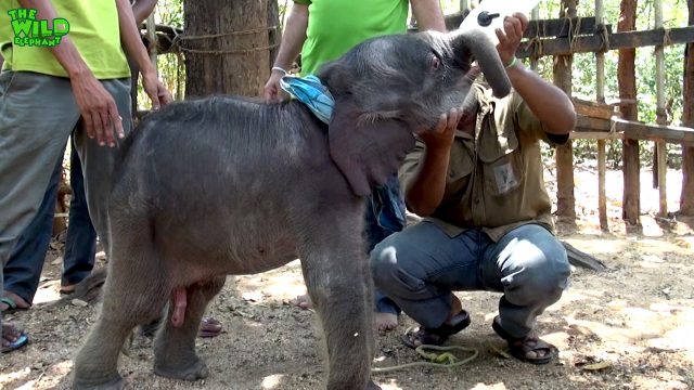 Wildlife team feeds little elephant with milk and also gets treated