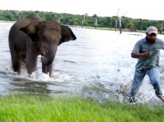 Wounded elephant in the mouth chases vet doctors trying to treat wounds Wounded elephant in the mouth chases vet doctors trying to treat wounds