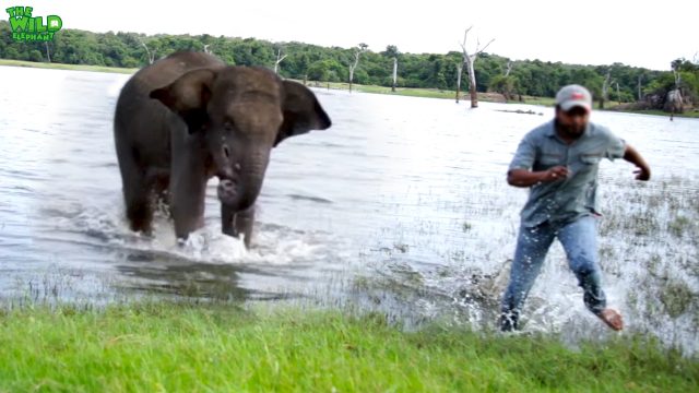 Wounded elephant in the mouth chases vet doctors trying to treat wounds