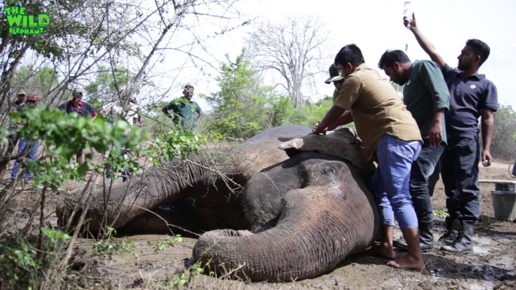 Injured Elephant In The Mud: Wildlife team to the rescue, an uplifting tale of triumph