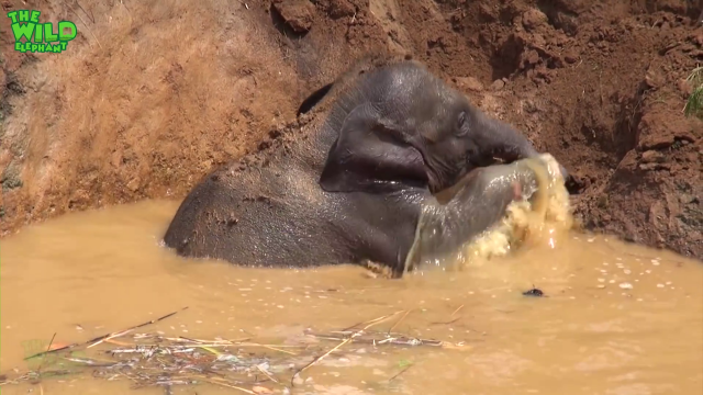 Help For The baby elephant That Was Stuck In The Mud