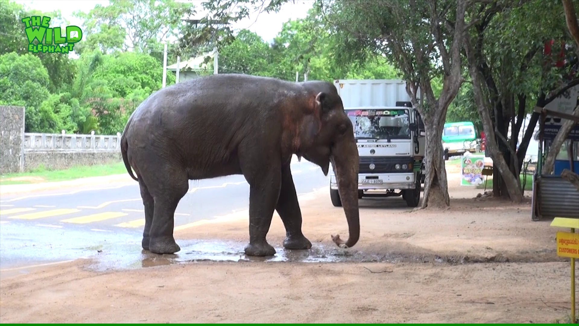 An Elephant Invaded A Human Village: No harm, No Foul, A Story of Averted Danger