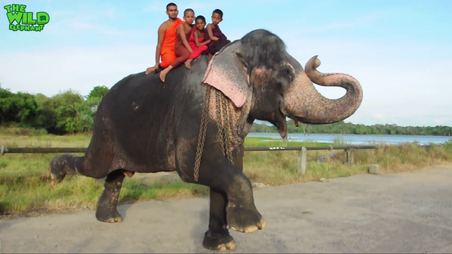 Monks And Huge Elephant Having Nice Time Bathing In A River | Step By Step On How To Wash Elephant