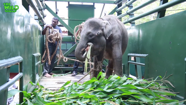 The Elephant That Won’t Get In: A Story of A Patient Wildlife Team