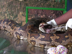 Python In Distress A Tale Of Discomfort Python In Distress A Tale Of Discomfort