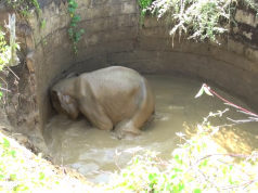 Baby elephant chased into the forest after being rescued from a well Baby elephant chased into the forest after being rescued from a well