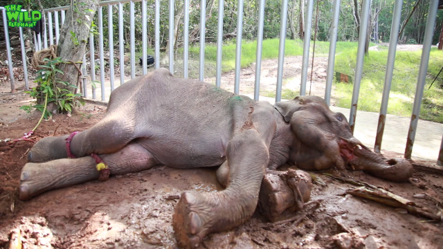 An Elephant Who Ate Hakka Patas: The Reality of Wildlife Food Poisoning