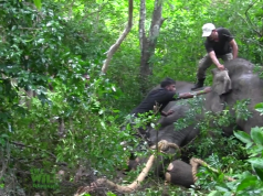 Huge elephant loses life as rescue team tried all they could Huge elephant loses life as rescue team tried all they could