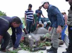 Fallen Giant Sick elephant gets transported to the elephant orphanage (part 2) Fallen Giant Sick elephant gets transported to the elephant orphanage (part 2)