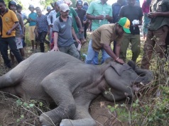 Elephant gets knocked down by a bus, gets treated and made alive Elephant gets knocked down by a bus, gets treated and made alive