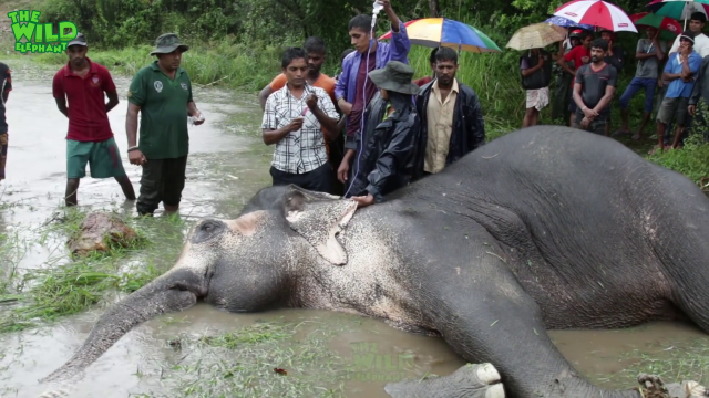 Wounded elephant struggling in the water (part 2)