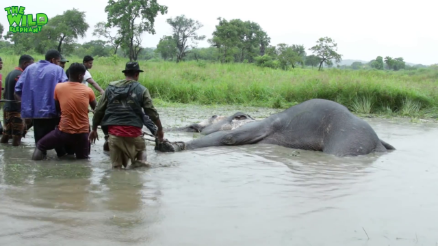 Wounded elephant struggling in the water (part 1)