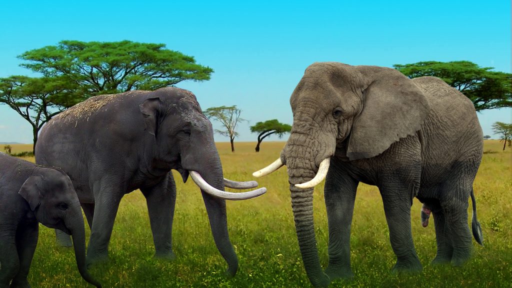 Differences Between Asian Elephants And African Elephants 9065