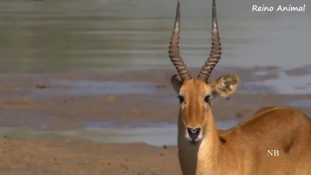 Rhim-gazelle saves his life against all odds from lions and a crocodile.