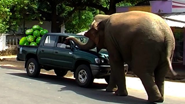 Wild elephant in a village finds his new home