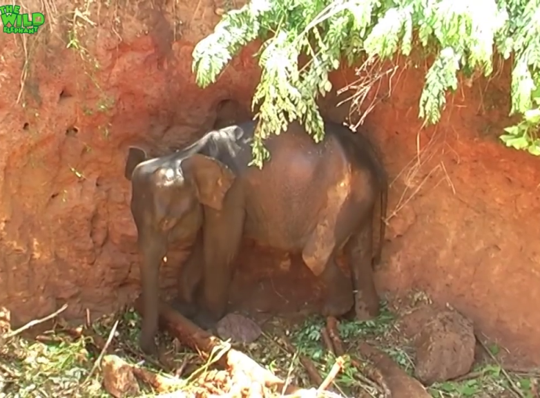 A Young elephant saved by humans