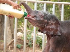 Cutest baby elephants you will ever see Cutest baby elephants you will ever see