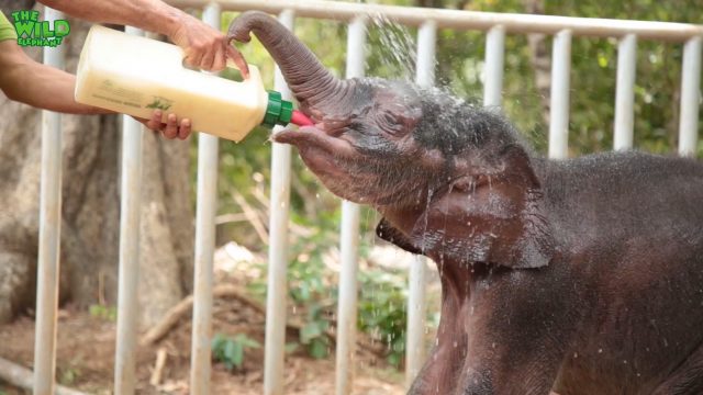 Cutest baby elephants you will ever see