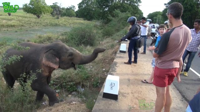 Friendliest elephant from the wild