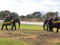 Animal cruelty caught in act: Elephant rides Animal cruelty caught in act: Elephant rides