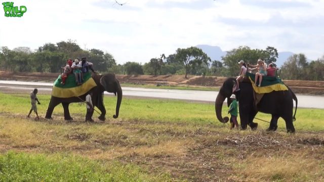 Animal cruelty caught in act: Elephant rides