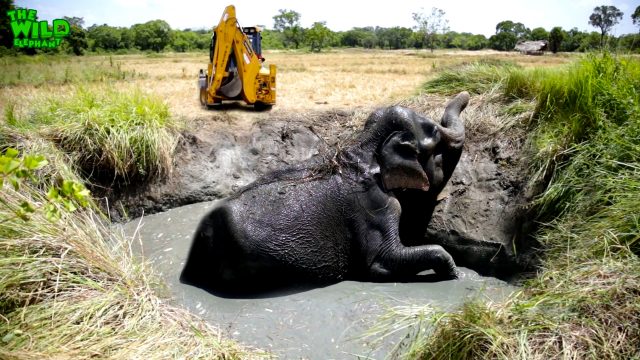 Elephant falls into a farm well and gets rescued | Best rescue team video