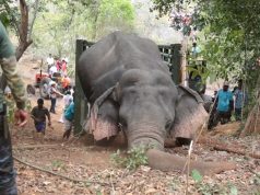 Elephant gets saved from hunters by wildlife team (part 2) Elephant gets saved from hunters by wildlife team (part 2)