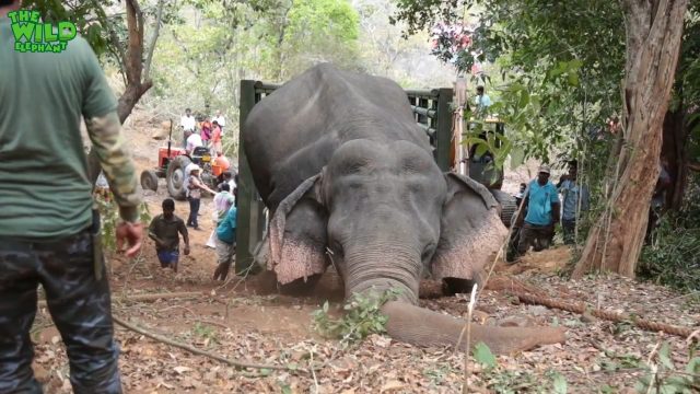 Elephant gets saved from hunters by wildlife team (part 2)