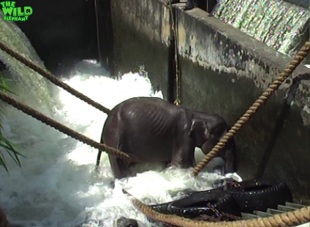 Embarrassed elephant calf chases his saviors.