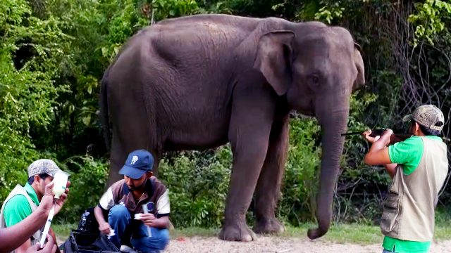 Failed attempt on tranquilizing a wild elephant