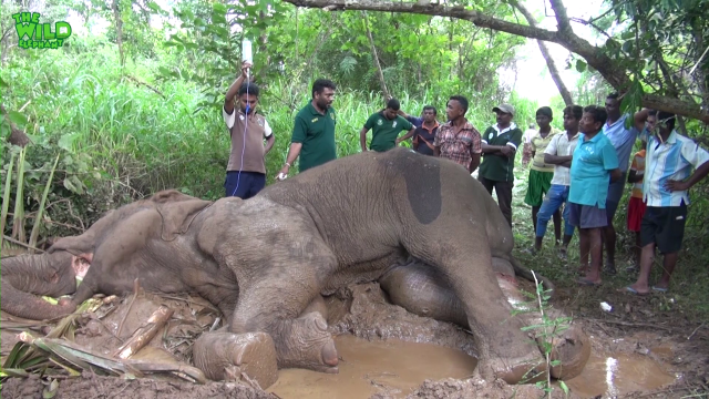 Injured Elephant In The Mud