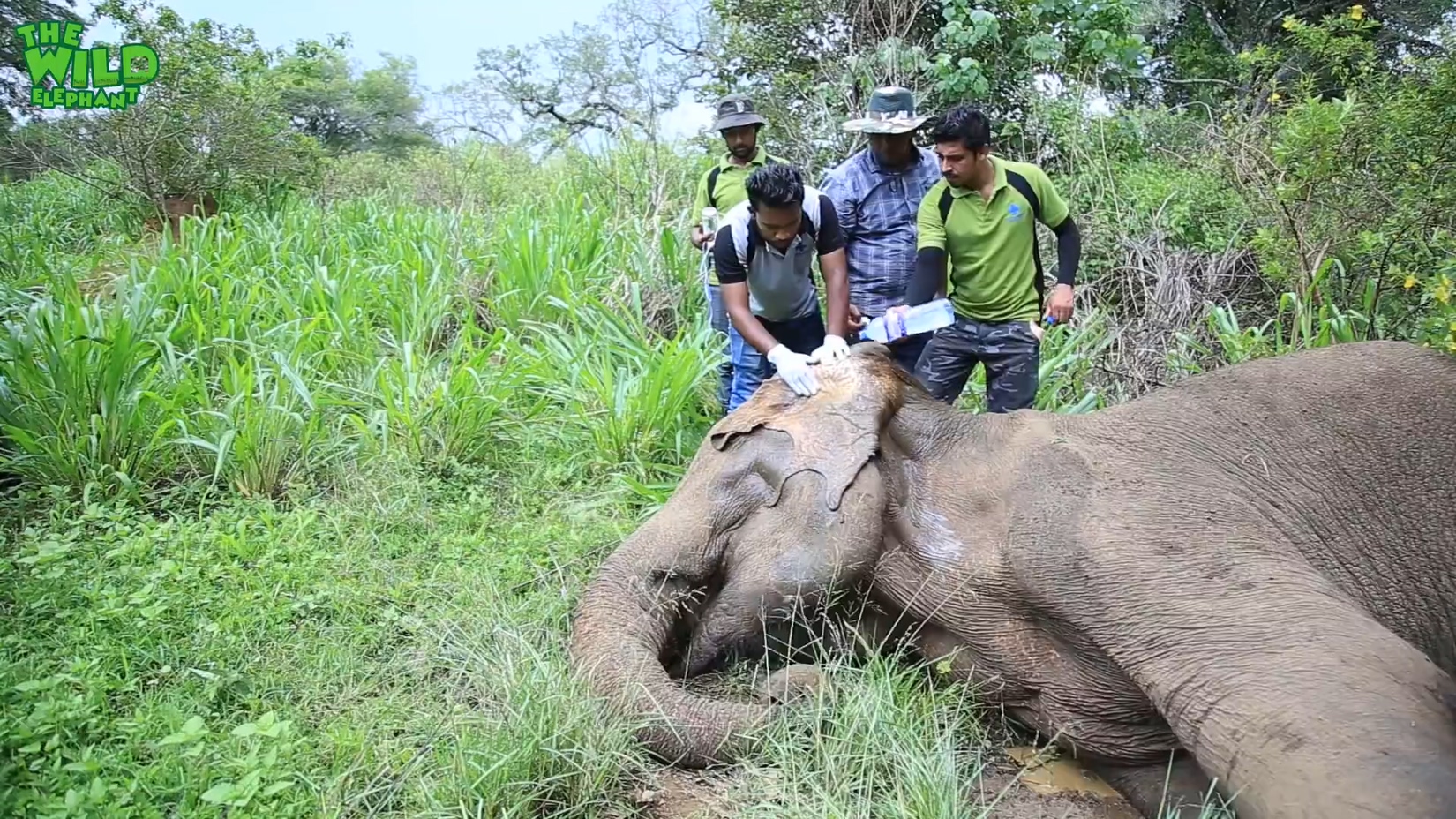 Injured elephant gets multiple injections from vet doctors