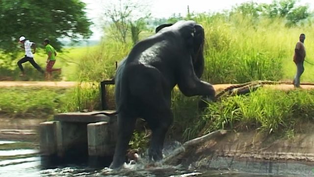 Saving another giant elephant from a canal