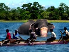 Swimming elephant with gunshot wounds Swimming elephant with gunshot wounds