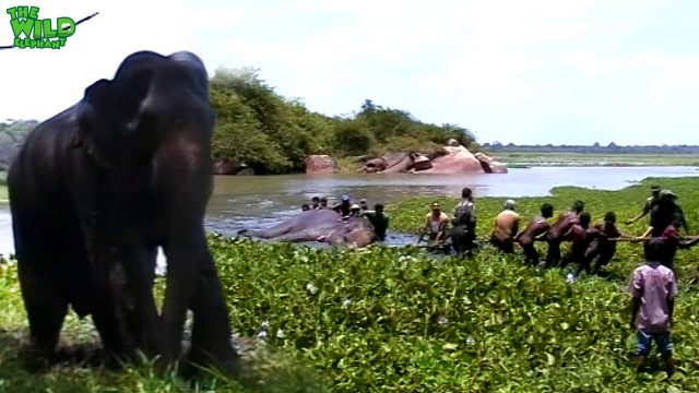 Elephant given a chance to live again. Greatest elephant rescue mission ever