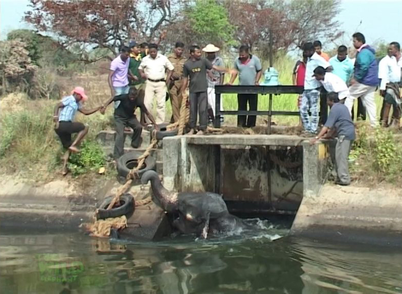 Saving another giant elephant from a canal